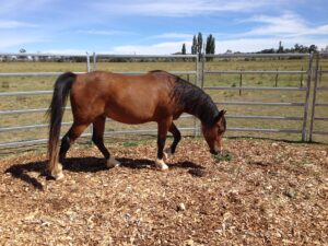 Young Arabian gelding in round yard