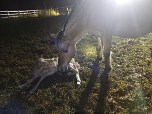 A Fjord foal born at night